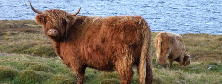 Flòraidh of Tom Buidhe