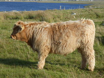 Pìobaire Bàn of Brue (6 month old bull calf)