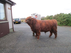 11 month old Siarach of Balmoral