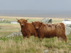 Heifer on right - Sine a' Ghlinne of Brue by Siarach of Balmoral