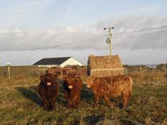 2017 Brue calves by Siarach of Balmoral