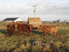 2017 Brue calves by Siarach of Balmoral