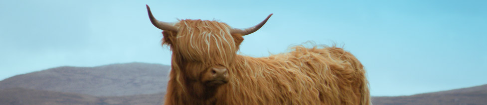 Highland Cattle