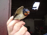 Swallow / Gobhlan-gaoithe