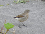Wheatear - Clacharan