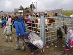 Anna Fraser's cattle from Callanish
