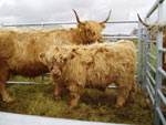 Seonaid 3rd of Crossnish with her bull calf Piobaire an Eilein of Brue