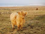 2 year old heifer ‘Anna an Eilein of Brue’