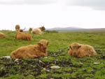 12 week old bull calf 'Crusoe of Brue' & 10 week old heifer calf 'Bella a' Ghlinne of Brue'