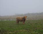 11 month old heifer - 'Magaidh a' Ghlinne of Brue'