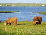 Yearling heifers, 'Magaidh a' Ghlinne of Brue' and 'Mairi Ruadh 3rd of West Merkland' enjoying the evening sunshine