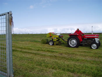 Mini-baling with the Massey 135 following the previous evening cut.
