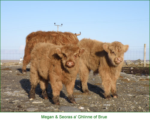 Senior cows & weaned calves