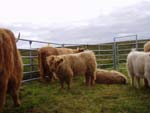 2004 heifer calf Sine a' Ghlinne of Brue