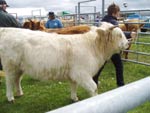 2nd prize heifer under 16 monthsCeit an Eilein of Brue
